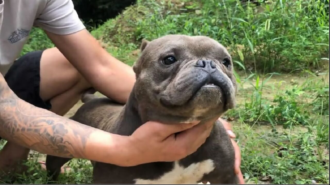 恶霸犬微体图片