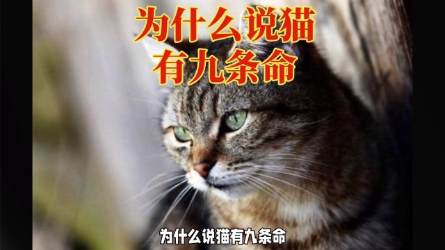 为什么说猫有九条命,猫的生命力强大之谜