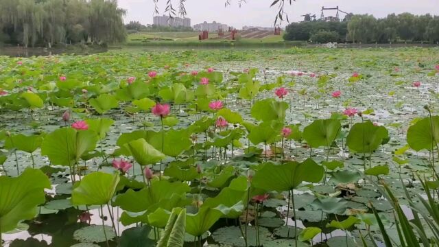 西安大明宫太液池荷花开的太美了,适合拍照打卡!