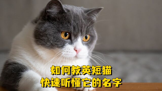 让英短猫听懂自己名字的方法,看完就悟了