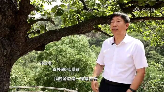 【央媒聚焦】石家庄灵寿:挂牌保护 让古树“活”起来