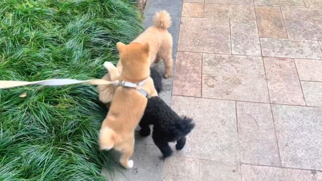 打遍小区无敌手#柴犬日常 #柴柴日常 #日常碎片 #养狗日常 #柴犬宝宝 #柴犬 #毛孩子的日常 #萌宠日常记录