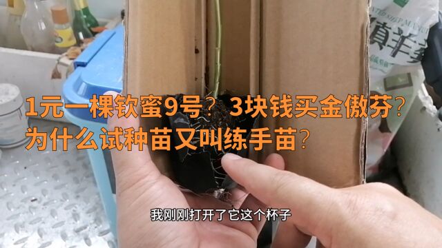 1元一棵钦蜜9号?3块钱买金傲芬?为什么试种苗又叫练手苗?