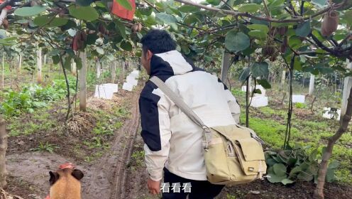 陕西容易让人低估的小县城，这里盛产猕猴桃，羡慕当地的老百姓