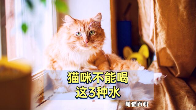 无论如何,这3种水都不要给猫咪喝!