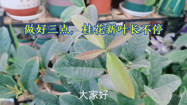 做好三点,桂花新叶长不停