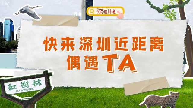 深临其境 | 快来深圳,近距离偶遇TA