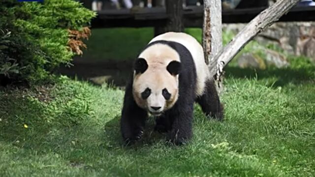 旅法大熊猫“圆梦”今日回国,法国第一夫人将前往机场送别