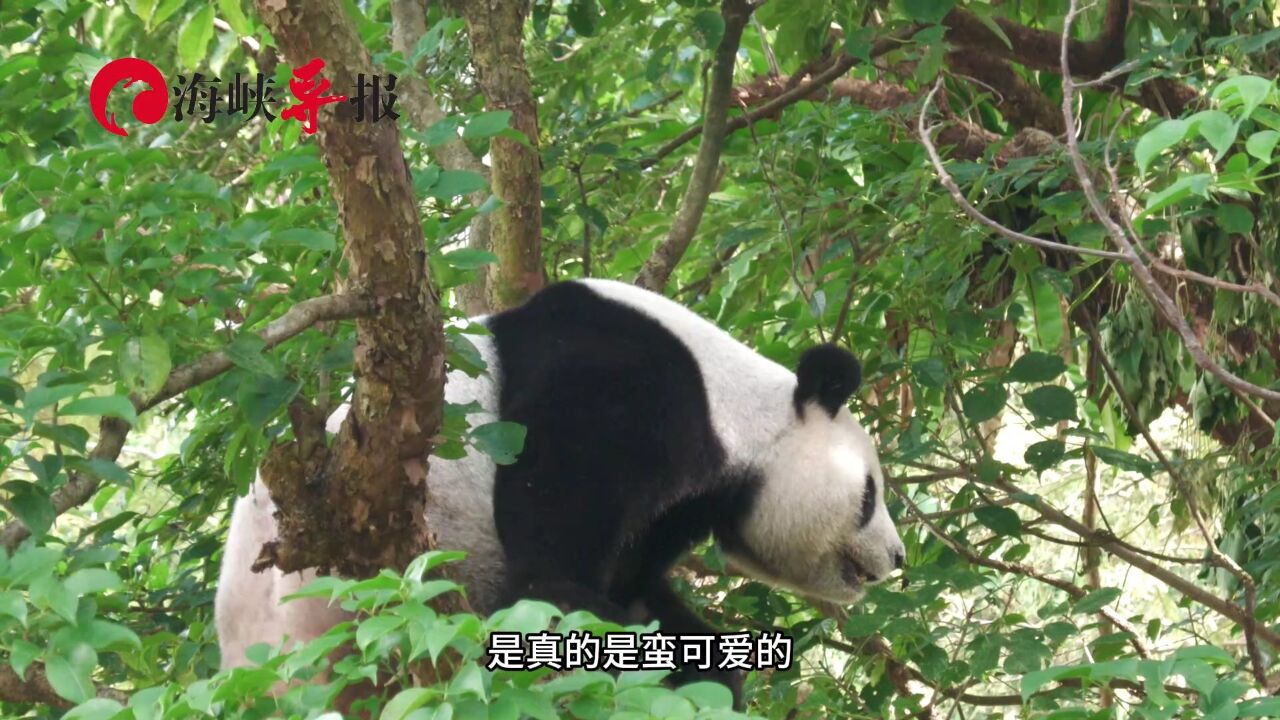 台北动物园大熊猫圆圆圆仔太可爱了!台湾民众直呼:好想带回家养