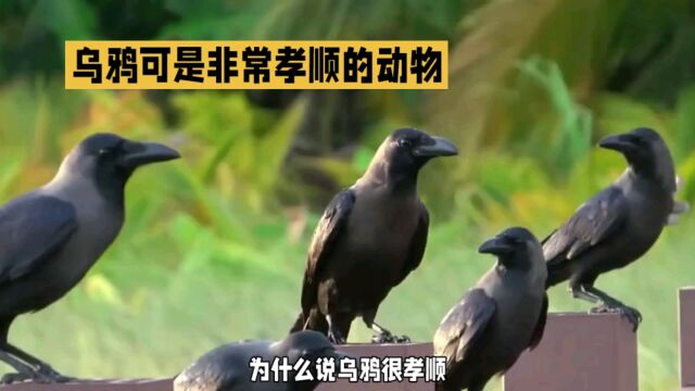 为什么说乌鸦很孝顺