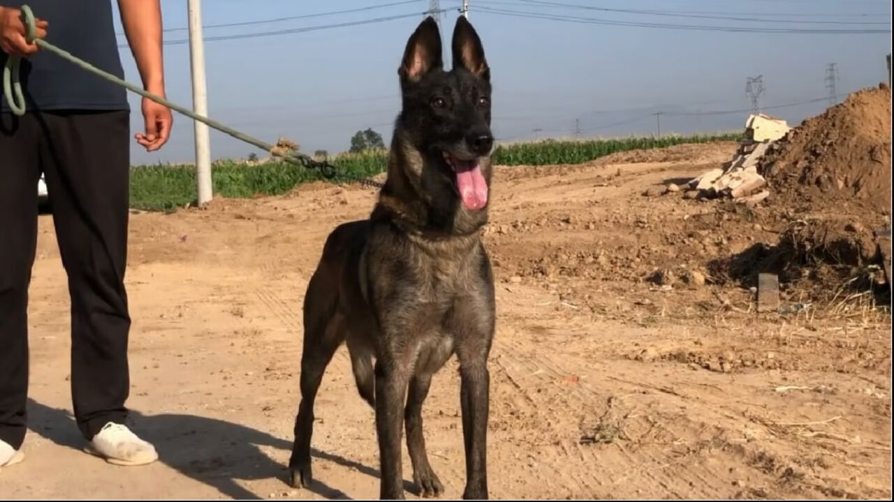 像这种马犬别说拥有,看着就让人舒服,这才是正宗比利时老血马犬
