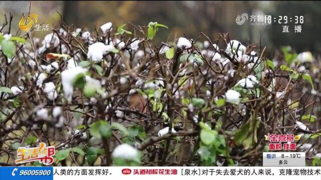 “速冻型”降温来了!山东局地气温骤降16℃,烟台、威海有雨雪