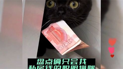 盘点两只会找私房钱的聪明猫咪#动物 #招财猫 #万万没想到