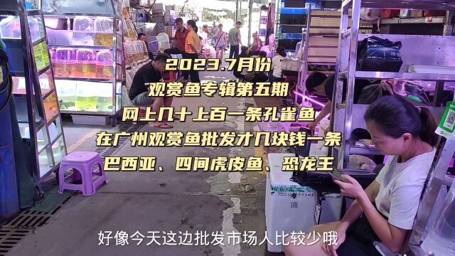 孔雀鱼、巴西亚、四间虎皮鱼、恐龙王,在广州批发市场有多便宜