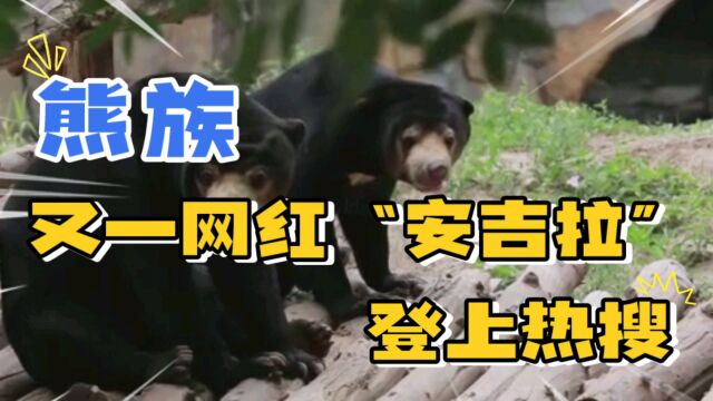 杭州动物园马来熊“安吉拉”成为网红,网络热搜榜登顶