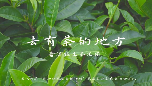 去有茶的地方ⷩ“𖧔Ÿ茶庄园——武汉大学“珞珈职航之青樱计划”基层实习实践云南普洱队