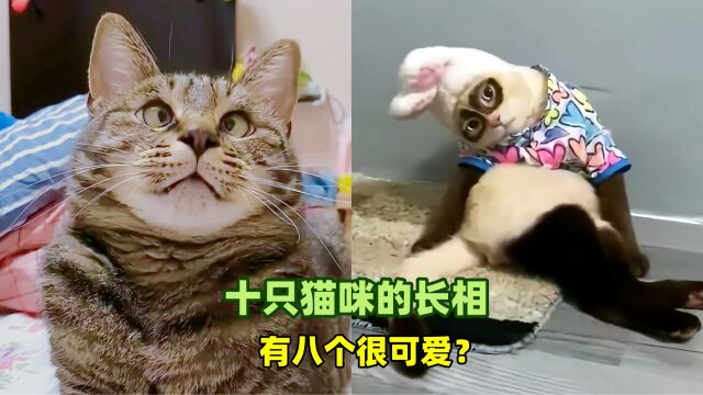 宠物解说:哪只猫的长相让你印象深刻?