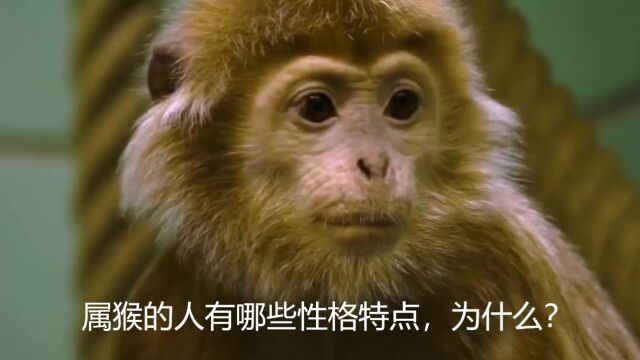 属猴的人有哪些性格特点,为什么?