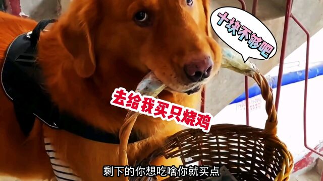 狗:我为这个家操碎了心