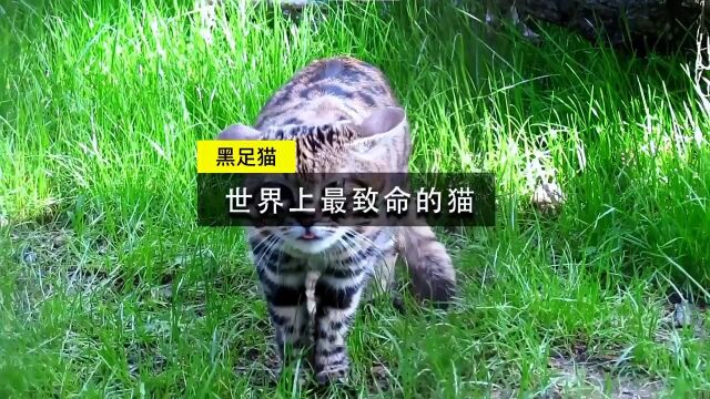 黑足猫世界上Z致命的猫,捕食成功率是老虎的12倍