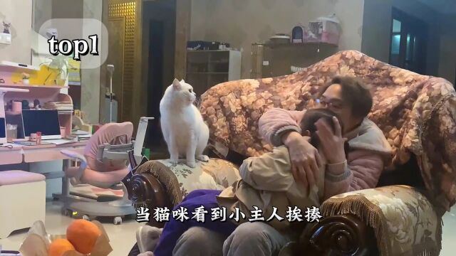 盘点猫咪的护主行为,这辈子有没有猫为你拼过命?