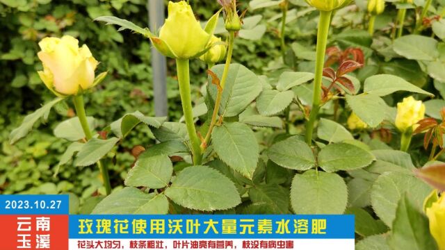 大量元素水溶肥2023.10.27云南玉溪玫瑰花用夫沃施沃叶大量元素水溶肥,花头大均匀,枝条粗壮,叶片油亮有营养,枝没有病虫害