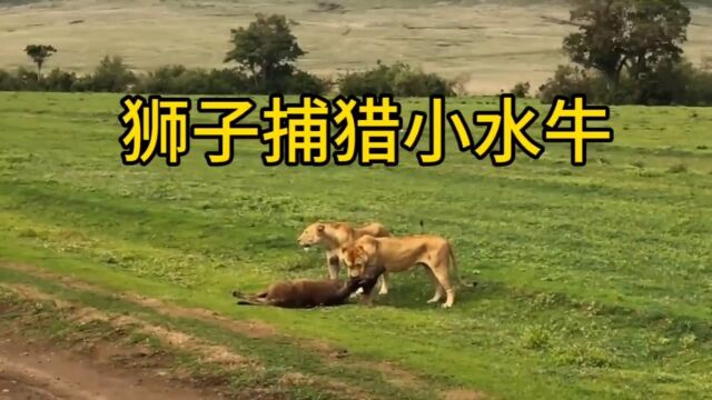 小水牛惨遭狮子捕猎,直接给锁喉,牛老二眼睁睁看着小水牛噶掉