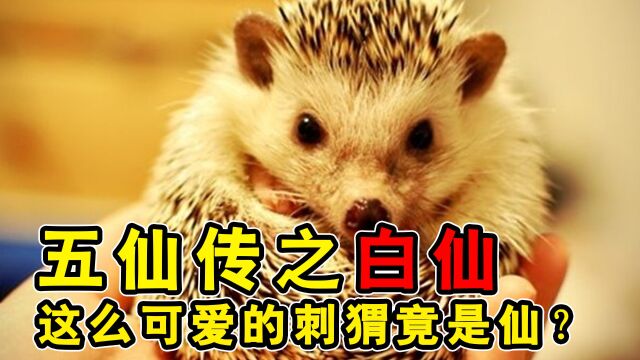 五仙传之白仙:可爱的刺猬竟是五仙之一???