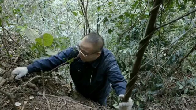 土茯苓百合科,多年生灌木,夏秋采挖,选干燥后的根茎用,没见过的好快过来看看