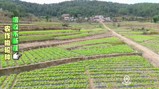 “闲田”变“忙田” 农作物轮种 增收不断茬