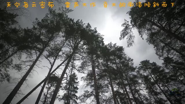 天空乌云密布,雷声滚滚,不一会就下起了大雨