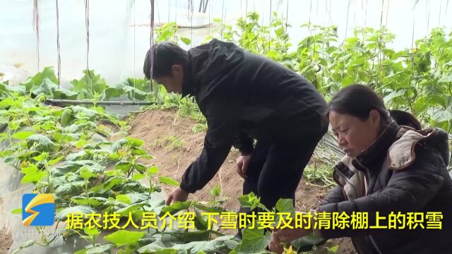 应对降雪降温 烟台市牟平区保障“菜篮子”供应