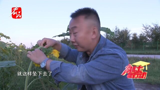 科技助农  向日葵为什么跟着太阳转