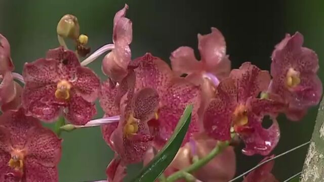 位于中国西南边陲,云南自然保护区,低地热带雨林分布区