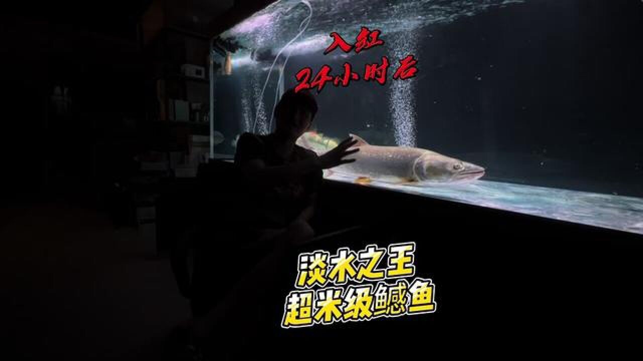 超米级淡水之王鳡鱼入缸24小时之后,真正的考验就要来了#豆爸先生养鱼日记#豆鱼路亚#路亚#鳡鱼_高清1080P在线观看平台_腾讯视频