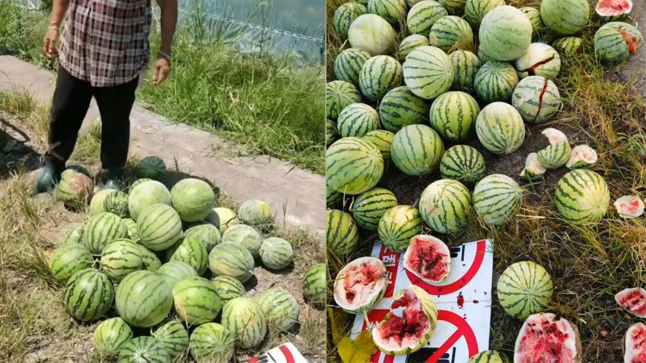 老人开车偷瓜摆摊卖,辩称"瓜没人要",瓜主报警她痛哭:还有3个孙子要养