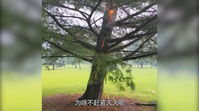 不可思议的雷击木,被雷劈后树心会着火,泼水还会助长火势