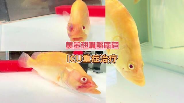 白子红眼翘嘴黄金鳜ICU重症,只要用对方法,加上鳜鱼自身强大的恢复能力,7天顺利治愈#豆爸先生养鱼日记 #豆鱼路亚