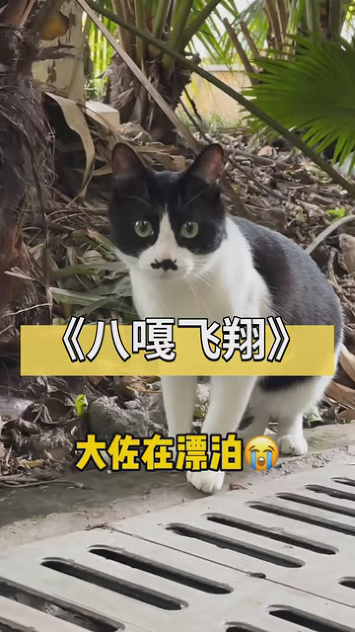 一首《八嘎飞翔》献给大家#八嘎猫#年轻人养宠图鉴_高清1080P在线观看平台_腾讯视频