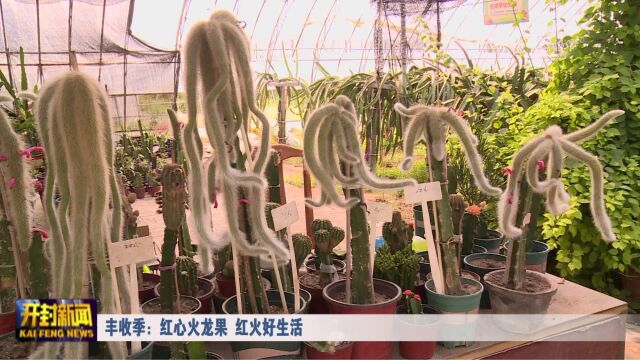 丰收季:示范区 红心火龙果 红火好生活