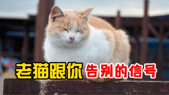 老猫做出这些行为,是在跟你告别!