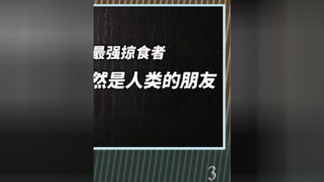 谁才是最被低估的凶猛动物盘点10种动物王国中的最强掠食者