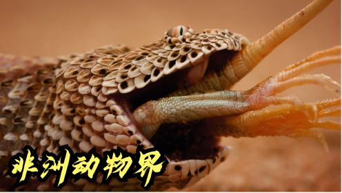 黑曼巴蛇非洲致命毒蛇的毒液，能在十秒钟内要了老鼠的性命