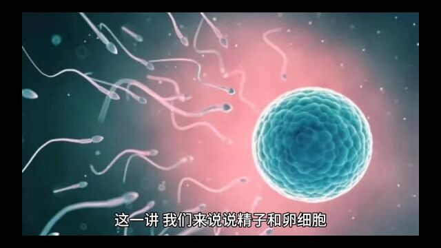 精子卵细胞形成过程中的异同点