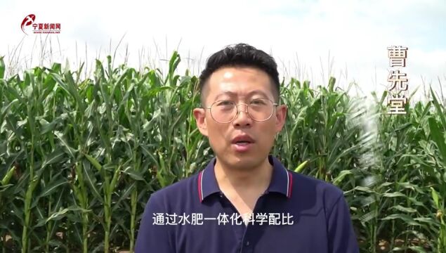 宁夏盐池惠安堡高效节水灌溉:水肥一体 节本增效