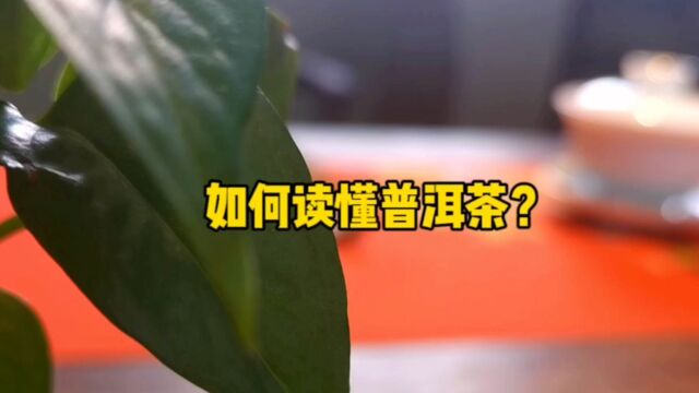 如何读懂普洱茶?