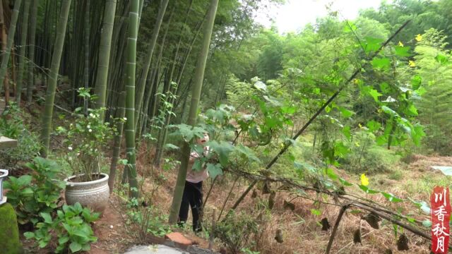 四川美食冷吃兔,你们吃过吗?