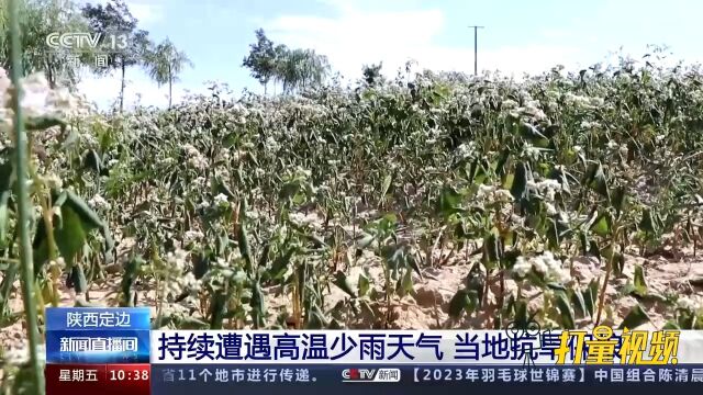 陕西定边持续遭遇高温少雨天气,部分地区出现旱情,当地抗旱保粮