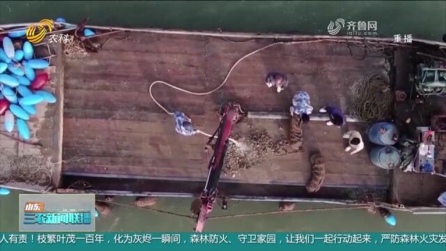 滨州利用沿海资源禀赋,贝类苗种科研攻关,建设“蓝色生态银行”