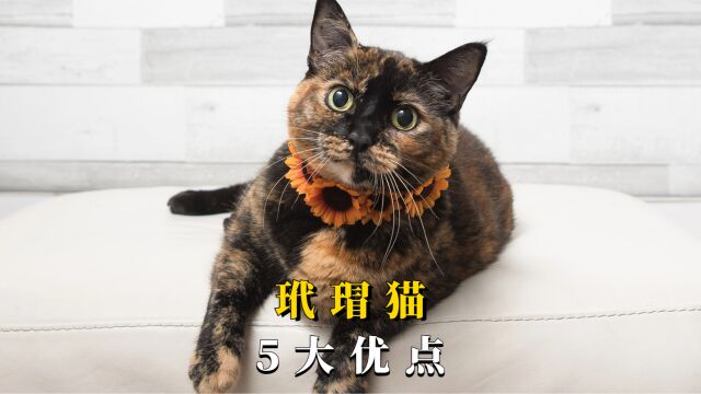 看完玳瑁猫的这5大优点,真的被惊艳到了!